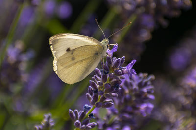 Close-up of butterfly on purple flower
