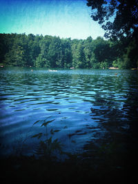 Reflection of trees in water