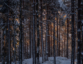 Pine trees in forest during winter