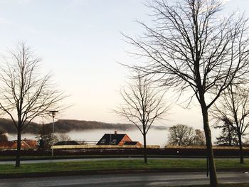 Bare trees on landscape