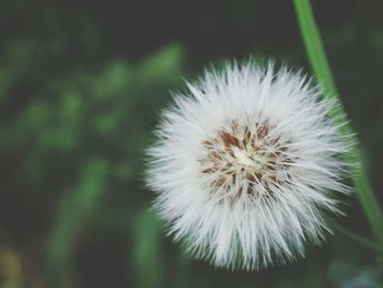 Close-up of dandelion flower