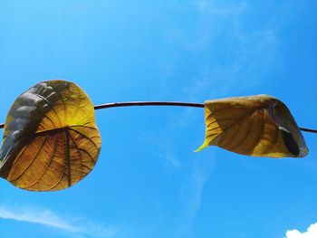 Low angle view of yellow umbrella against blue sky