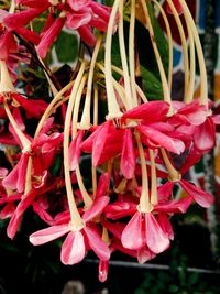 Close-up of pink flowers