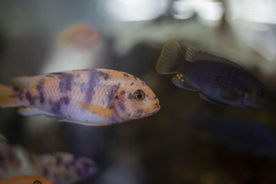 Close-up of fish swimming in sea