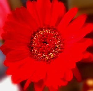 Close-up of red flower blooming outdoors