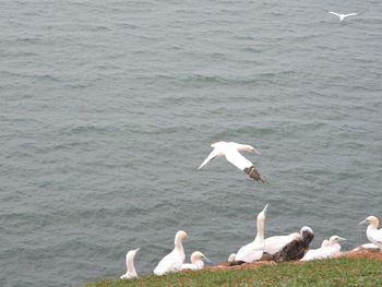 Seagulls on sea