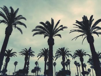 Low angle view of silhouette palm trees against sky