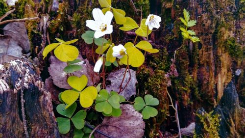 Close-up of flowers blooming outdoors