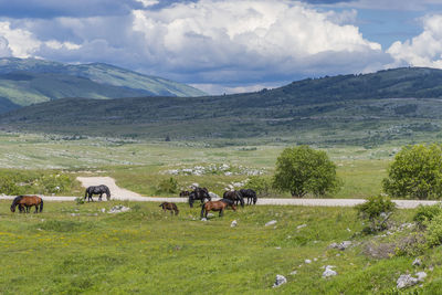 Horses in a field