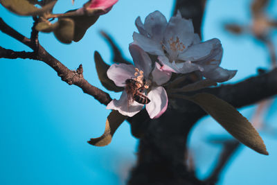 Close-up of cherry blossoms on branch