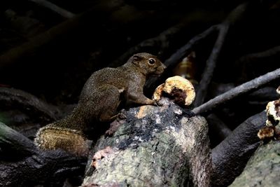 Close-up of squirrel on tree