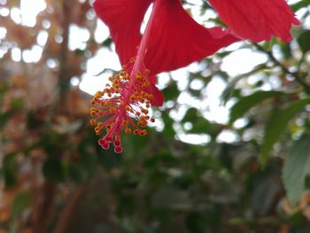 Low angle view of red hibiscus flower