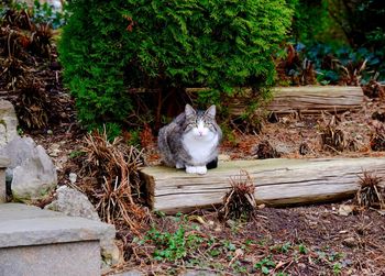 Portrait of cat sitting in backyard