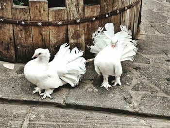 High angle view of white swans