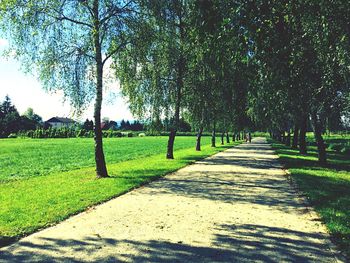 Footpath amidst trees in park