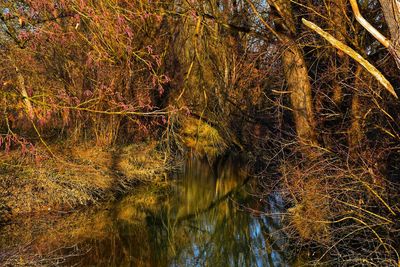 Reflection of tree in lake