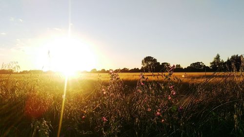 Sun shining through trees on field