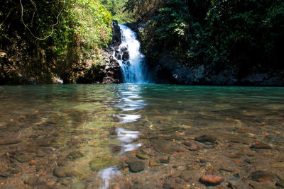 Scenic view of waterfall in forest