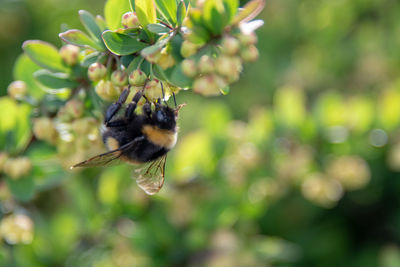 Close-up of bee pollinating flower