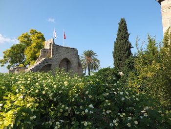 Low angle view of trees and plants against sky