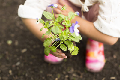 Close-up of hand holding purple flowering plant