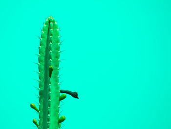 Close-up of lizard on plant over blue background