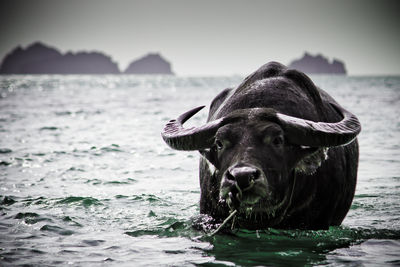 Dog standing in sea