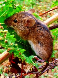 Close-up of squirrel