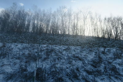 Frozen trees on field against sky during winter