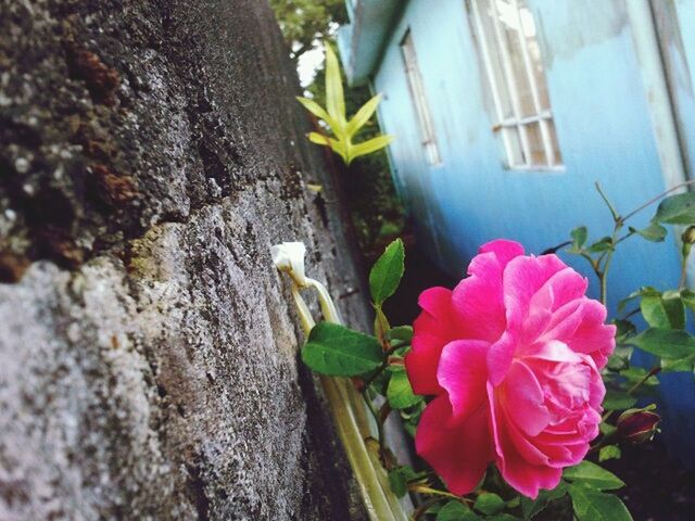 plant, flowering plant, flower, pink, freshness, beauty in nature, nature, close-up, petal, fragility, growth, architecture, wall - building feature, no people, day, built structure, leaf, plant part, inflorescence, wall, building exterior, outdoors, flower head, rose, garden, green