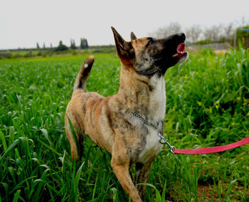 View of a dog on field