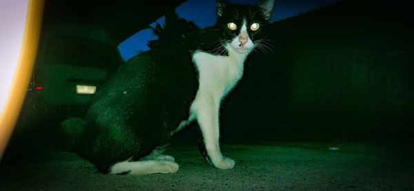 Cat sitting on floor