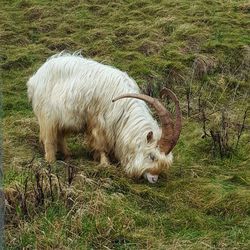 Dog on field