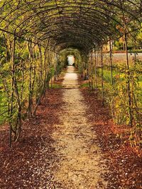 Empty footpath along trees