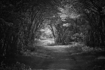 Dirt road amidst trees in forest