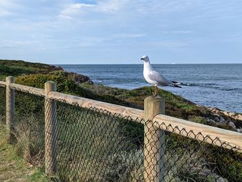 Seagull perching on fence by sea against sky