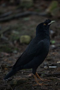 Close-up of bird perching on a field