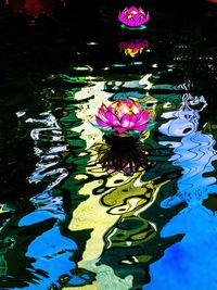 Leaves floating on pond