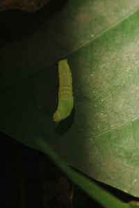 High angle view of insect on leaf