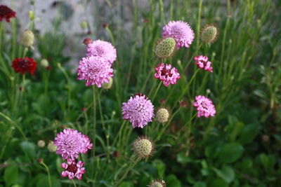 Close-up of pink flowers blooming in field