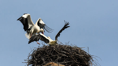 white stork