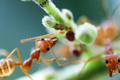 Close-up of insect on plant