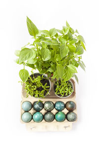 Colored easter eggs in the paper box and potted green plants.