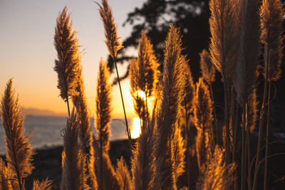 Close-up of stalks in field against sunset sky