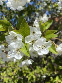 Close-up of white cherry blossoms in spring