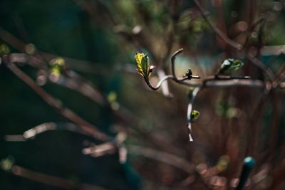 Close-up of flower growing on tree