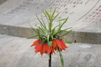 Close-up of orange flower plant