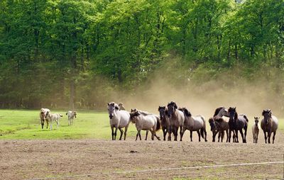 Horses on field