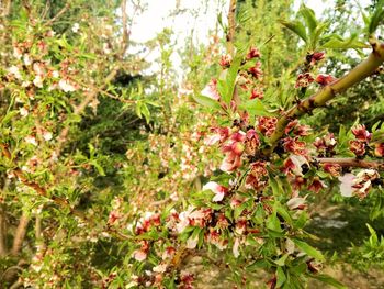 Red berries on flowering tree