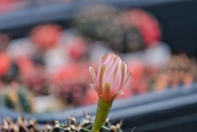 Close-up of pink flowering plant